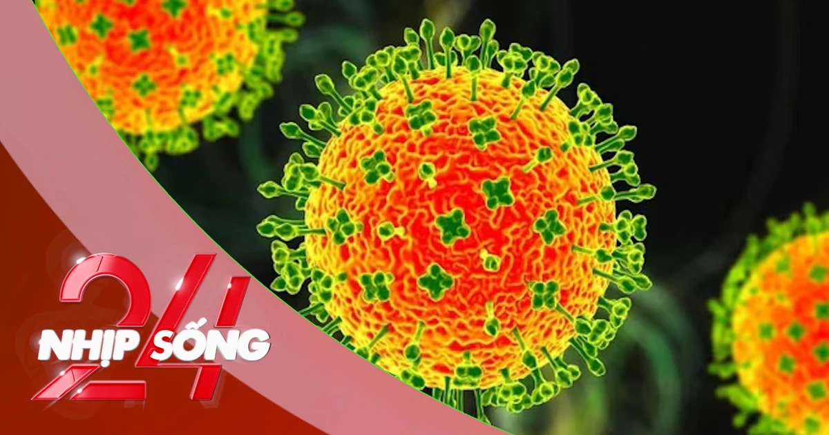NHỊP SỐNG 24: Virus Nipah có thật sự đáng sợ - chuyên gia phân tích điều quan trọng nhất