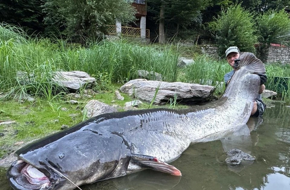 Cần thủ câu được 'quái thú' cá trê dài gần 2,7 m