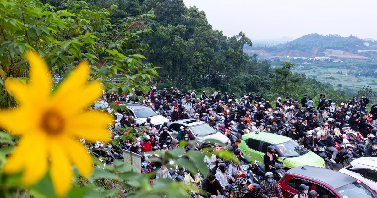 'Biển người' đổ về Ba Vì: Bạn trẻ dậy từ 2 giờ sáng để kịp check in hoa Dã Quỳ