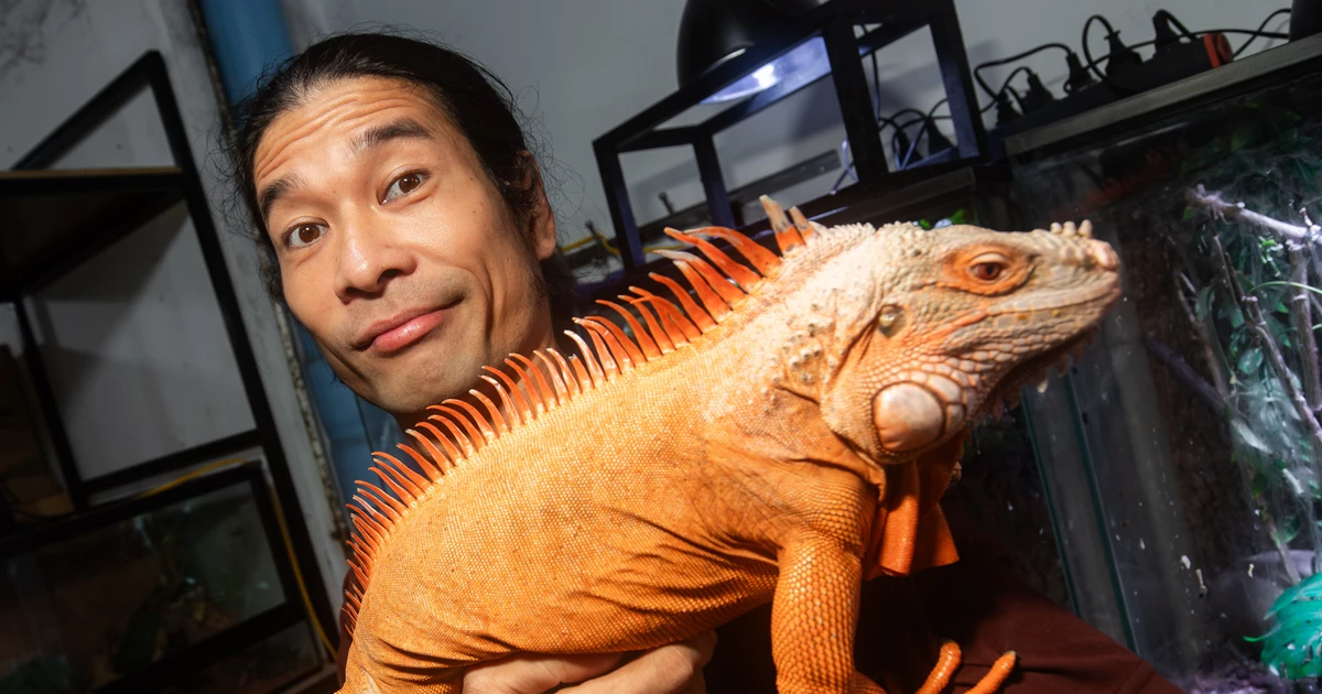 Độc đáo đam mê nuôi Bò sát của giới trẻ: Yêu rắn, thằn lằn như người thân trong gia đình