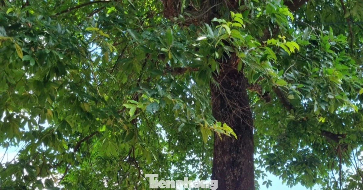 Cây thị trăm tuổi tại đình làng cổ Đà Nẵng gây thương nhớ