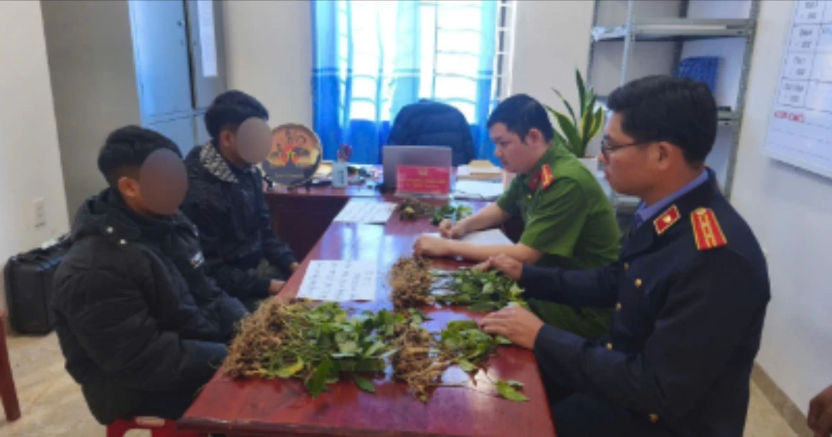 Hai đối tượng trộm 100 cây sâm Ngọc Linh