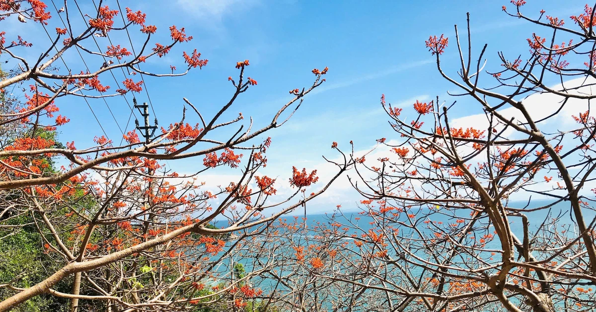 Rực rỡ hoa ngô đồng ở Cù Lao Chàm