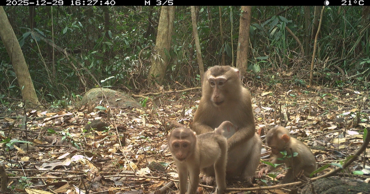 Phát hiện nhiều loài động vật quý hiếm ở Mỹ Sơn