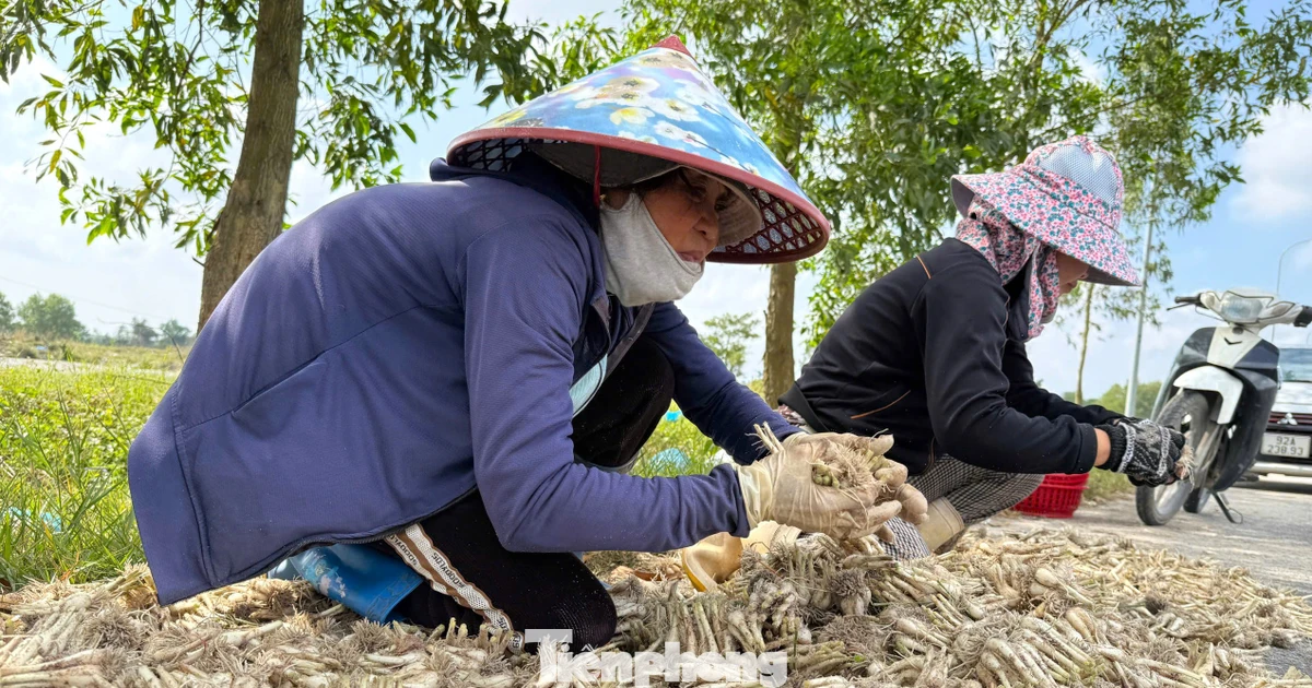 Kiệu Tết 'cháy hàng' ngay tại ruộng
