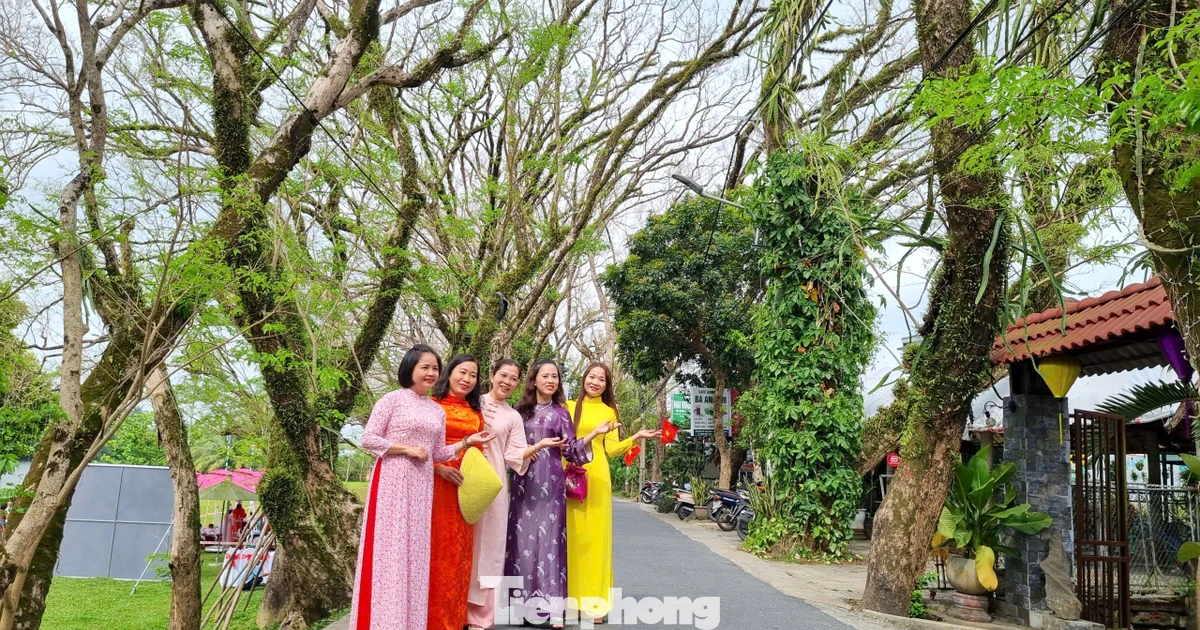 Du khách đổ về ngôi làng có hàng sưa cổ