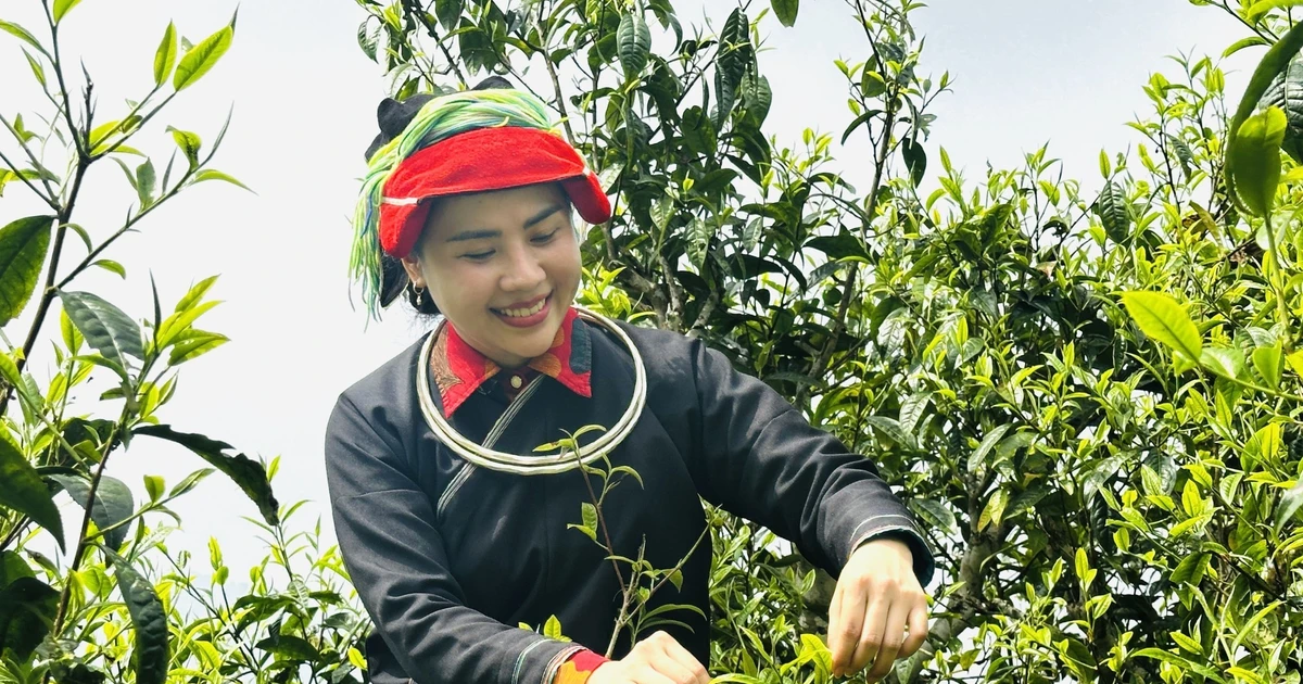 Lên Tây Côn Lĩnh thưởng trà Shan tuyết cổ thụ