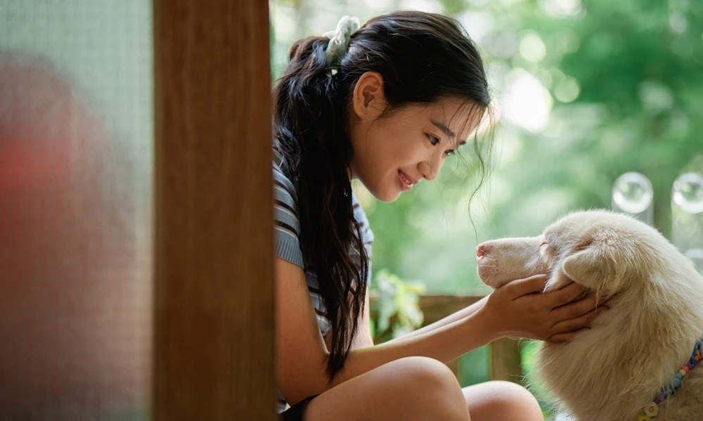 Tạm Biệt Gohan: Một chú chó hoang, 3 cuộc đời và 3 lần chia ly thấm đẫm nước mắt