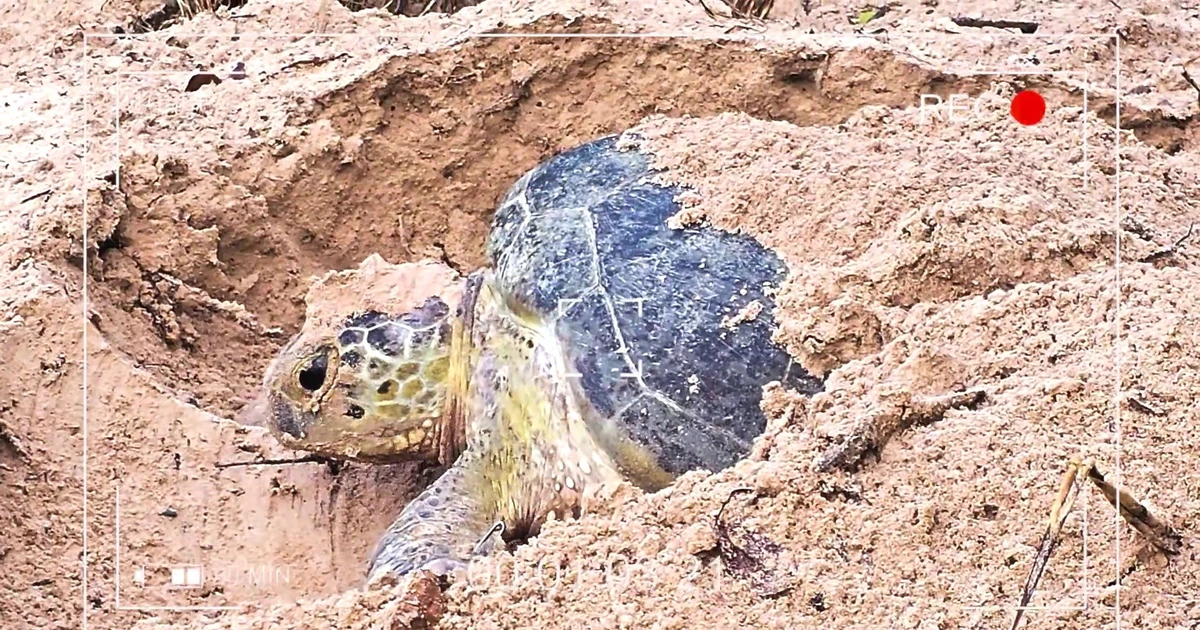 Vietnam Wild Live: Khi rùa biển là nhân vật chính của buổi livestream