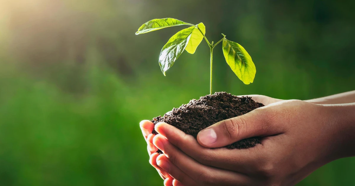 Vì sao chiến dịch “Đổi Giấy Lấy Cây” được giới trẻ Việt ủng hộ lâu dài đến thế?