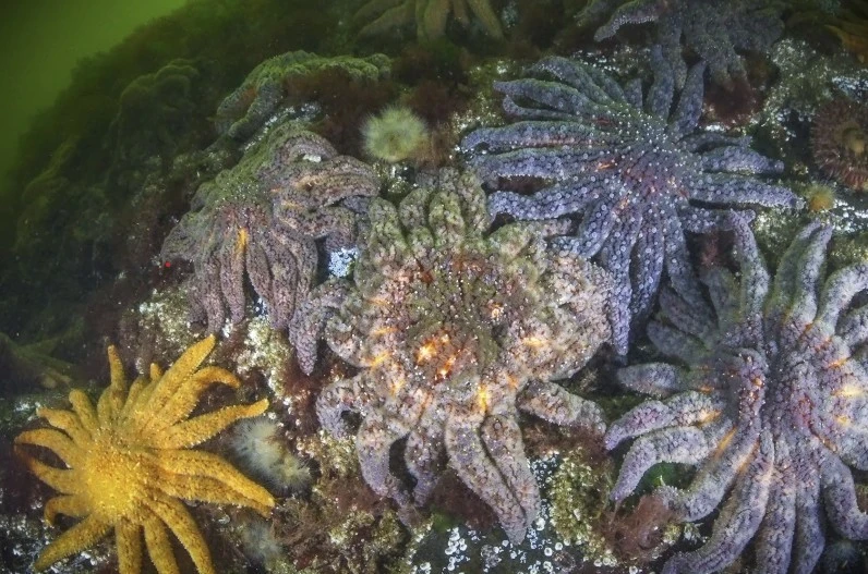 Giải mã bí ẩn tàn phá 5 tỷ con sao biển