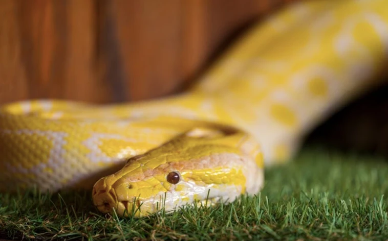 Phát hiện bất ngờ về nước tiểu của rắn