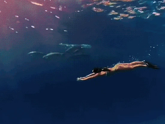 20 giây Ánh Viên 'thả mình' giữa đàn cá mập ở Maldives