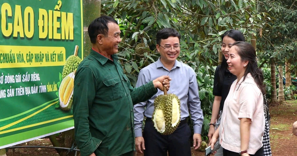 '30 ngày đêm' số hóa mã vùng trồng sầu riêng ở Đắk Lắk