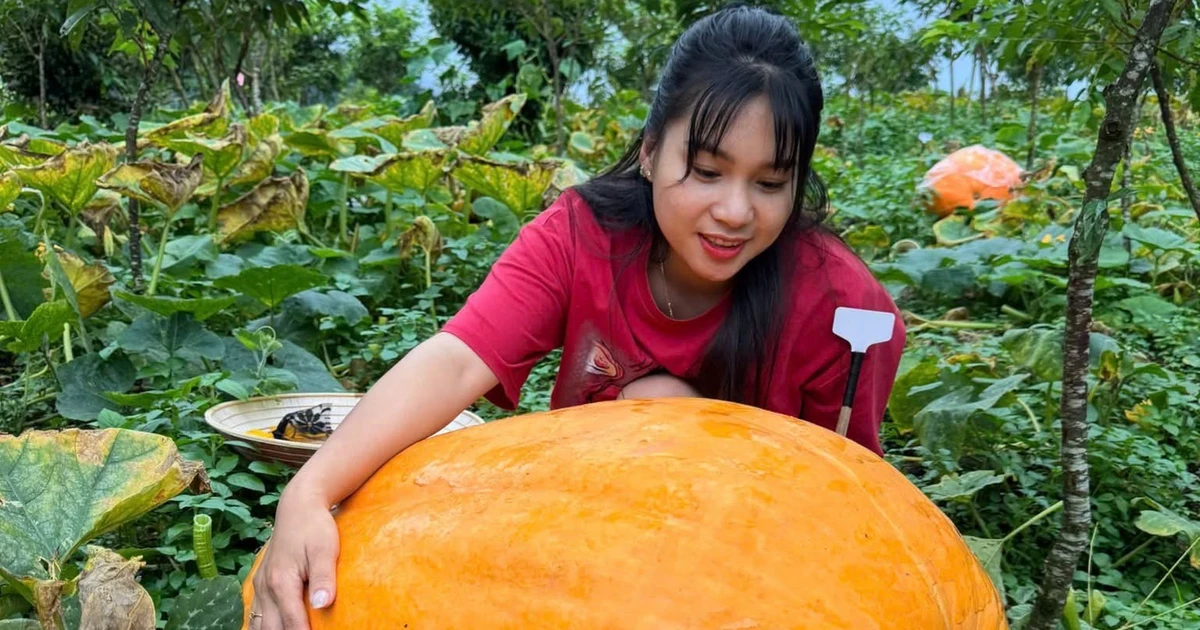 Tận thấy vườn bí ngô khổng lồ giáp Trung Quốc