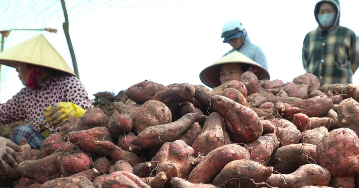 Giá khoai lang lao dốc, nông dân 'đứng ngồi không yên'