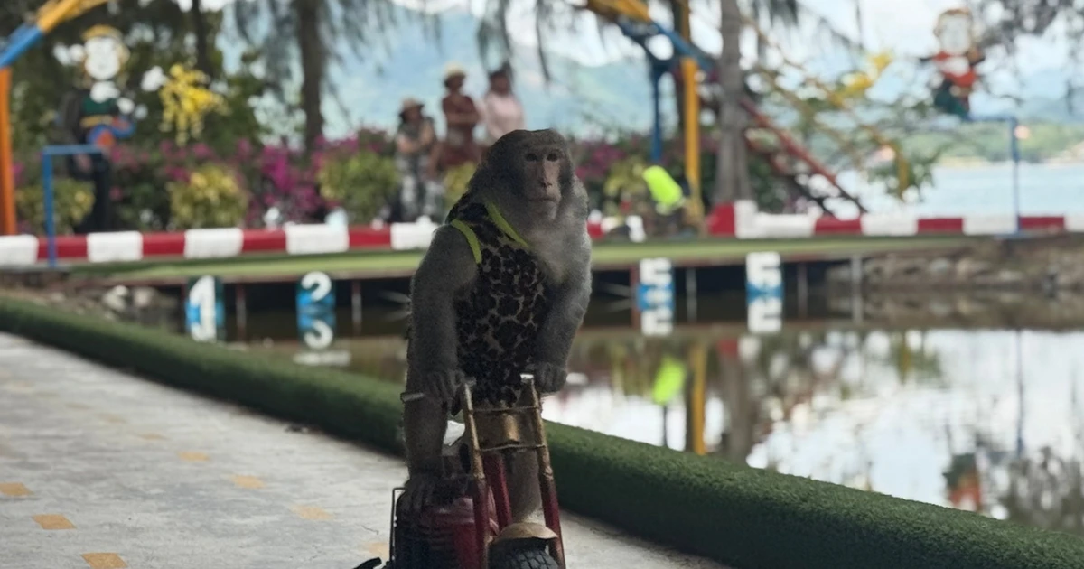 Nô nức ra đảo xem 'hầu vương' đua xe, đấu kình