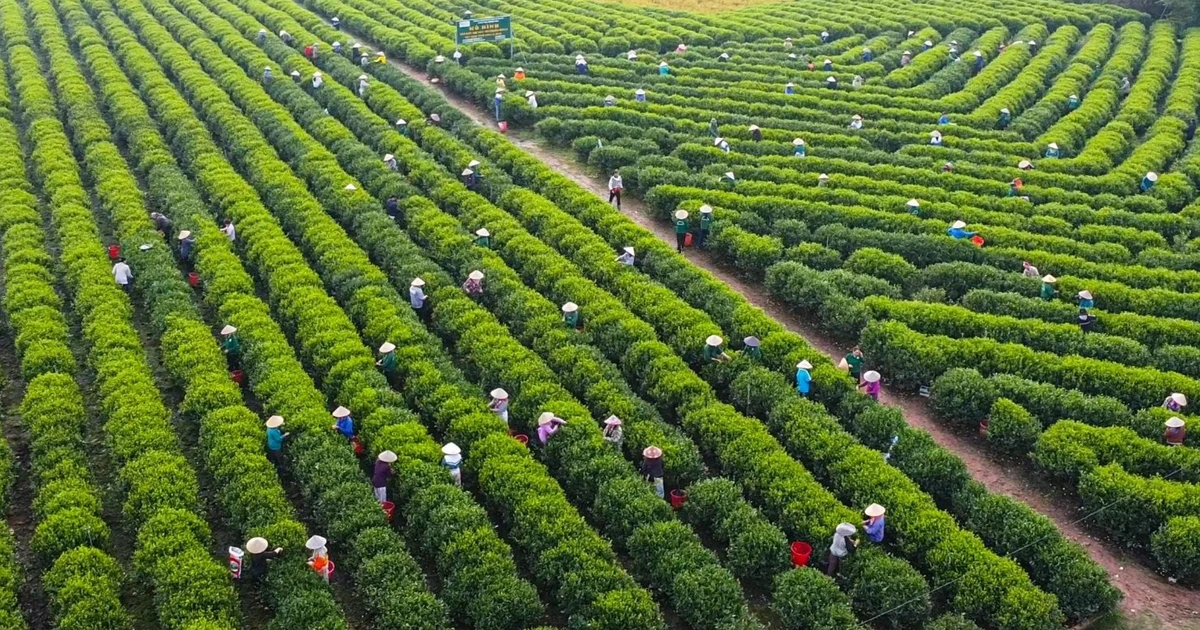 Bạt ngàn đồi chè vùng Tân Cương
