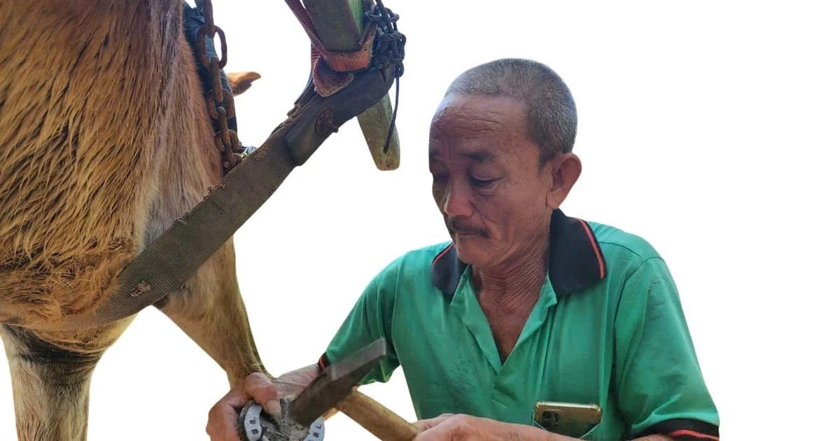 Chuyện ít biết về người làm nail cho ngựa cù lao