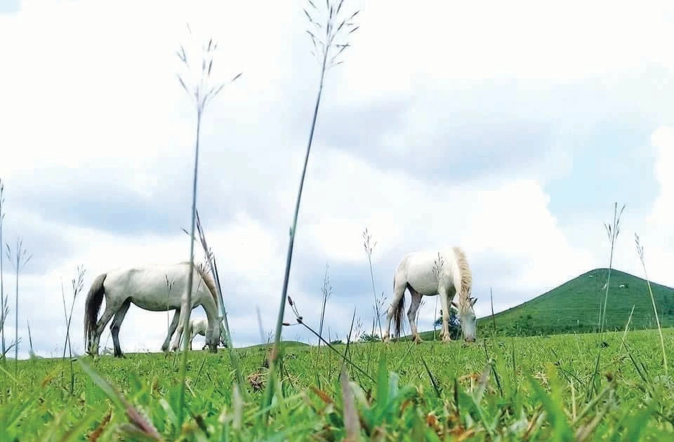 Tận thấy bạch mã Quan Sơn