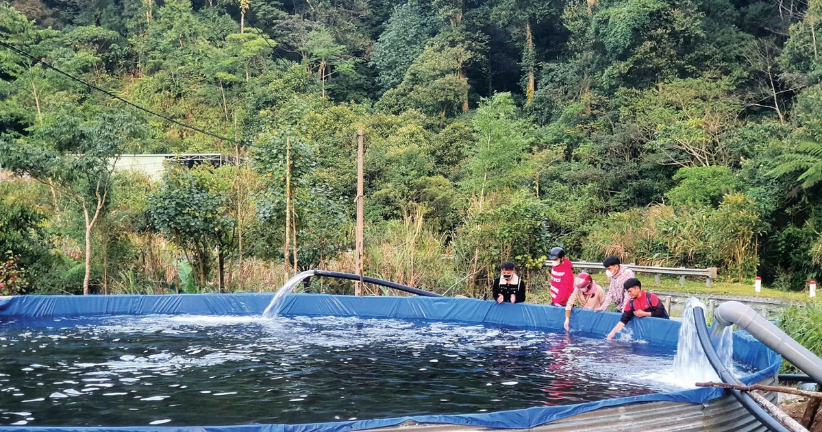 Cá hồi 'made in Đà Nẵng' của chàng trai Xơ Đăng