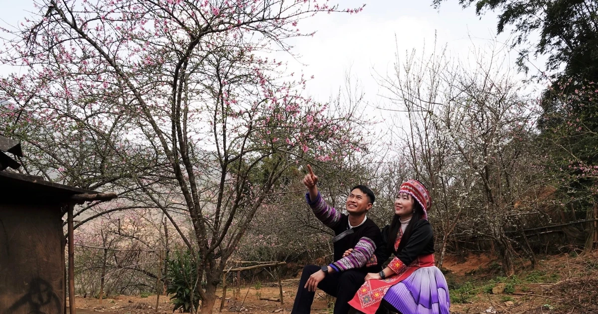 Lạc bước ở làng đào cổ trên núi cao