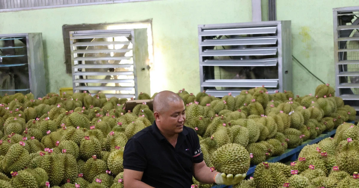 Để nông sản tỷ đô không vỡ trận xuất khẩu: Gian nan tìm 'hộ chiếu'