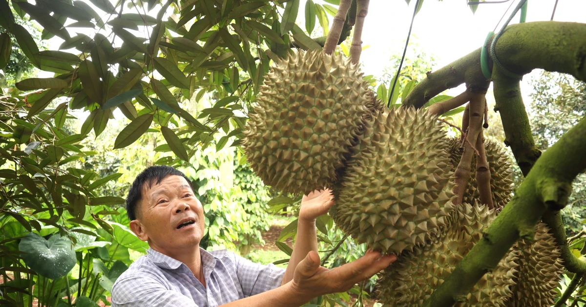Để nông sản tỷ đô không vỡ trận xuất khẩu - Kỳ 2: Lộ 'miếng bánh' béo bở