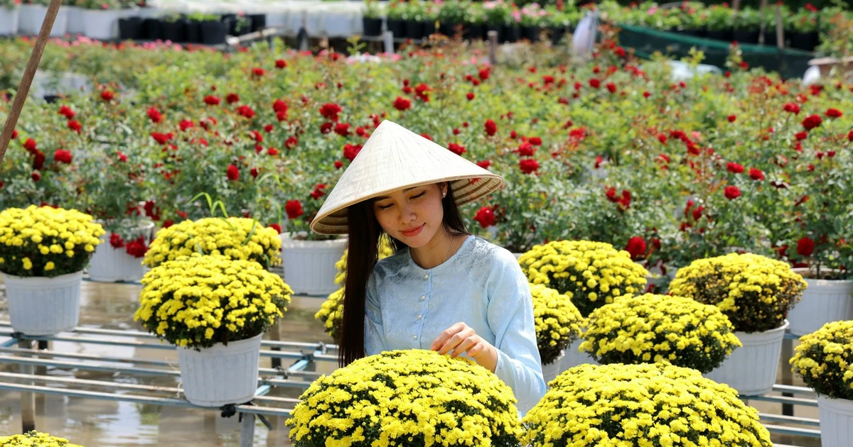 Nhộn nhịp làng hoa, cây cảnh lớn nhất miền Tây cận Tết Nguyên đán