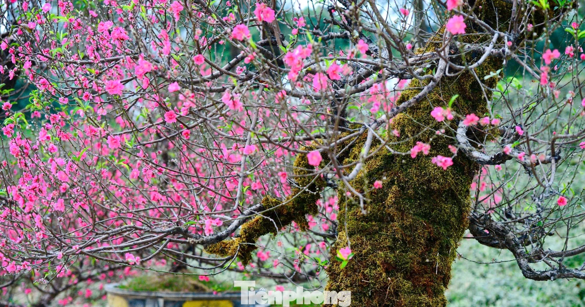 Vẻ đẹp rêu phong của đào cổ thụ Tây Bắc 'đốn tim' người chơi Hà Nội