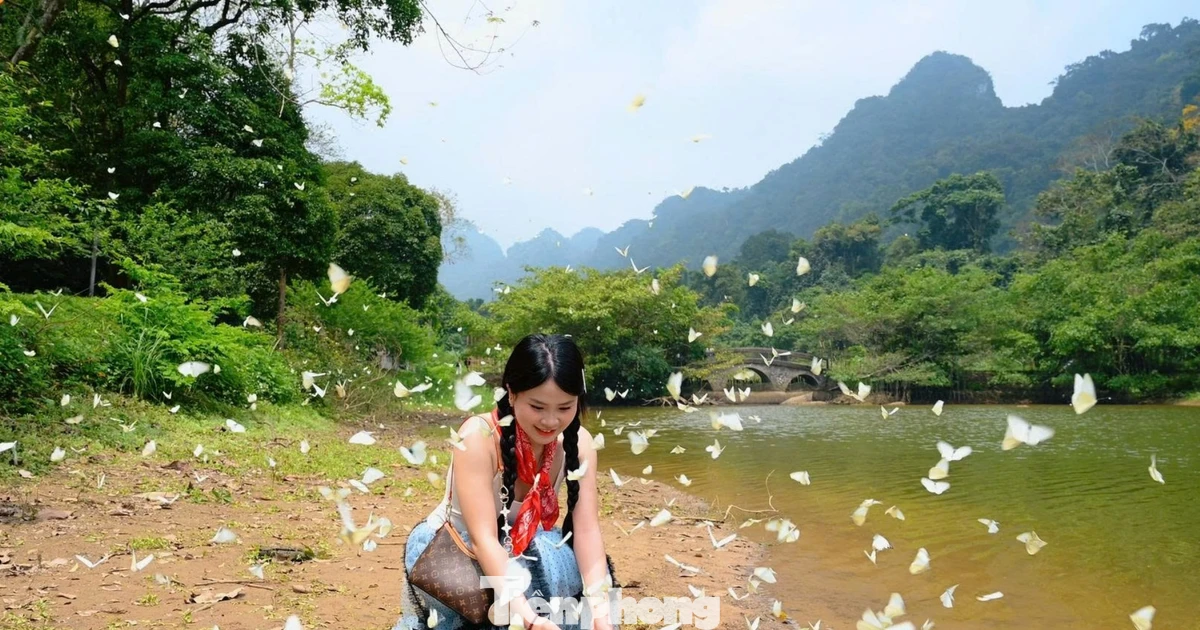 Đặc biệt mùa bướm Cúc Phương