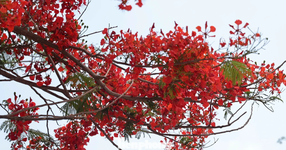 Hà Nội rực rỡ sắc màu phượng vĩ, hoàng yến