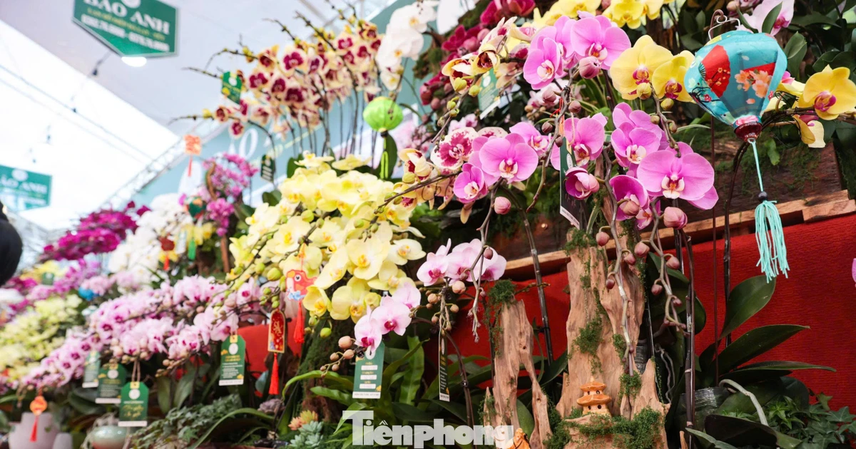 'Nữ hoàng của các loài lan' giá trăm triệu khoe sắc trên phố Hà Nội