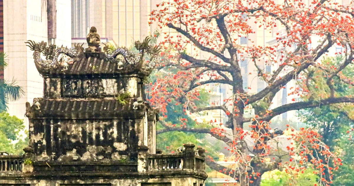 Hà Nội rực đỏ sắc hoa gạo trong những ngày giao mùa