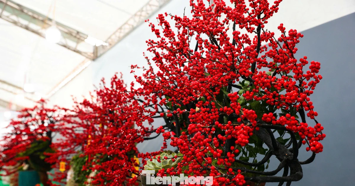 Đào đông đỏ đắt giá xuống phố Hà Nội đón Tết Bính Ngọ