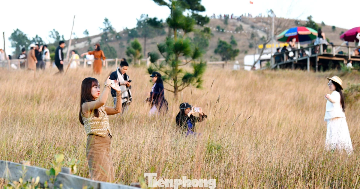 Du khách đổ xô đi cắm trại, check-in ở đồi cỏ phủ màu 'siêu thực'