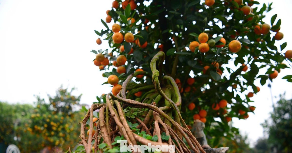 Ngắm vườn quất mộc căn thế 'độc' tại làng ven sông Hà Nội