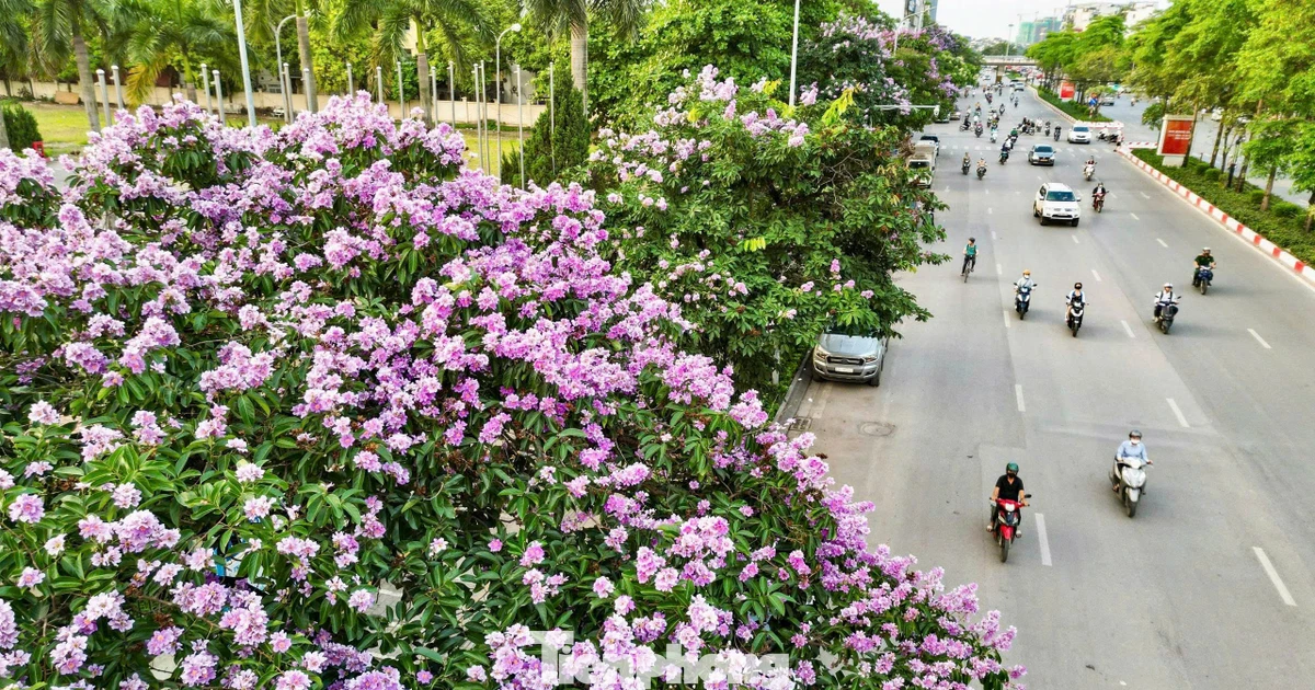 Hoa bằng lăng nhuộm tím Hà Nội