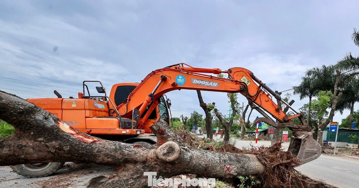 Di dời hàng xà cừ cổ thụ phục vụ dự án đường 70 hơn 3.370 tỷ đồng