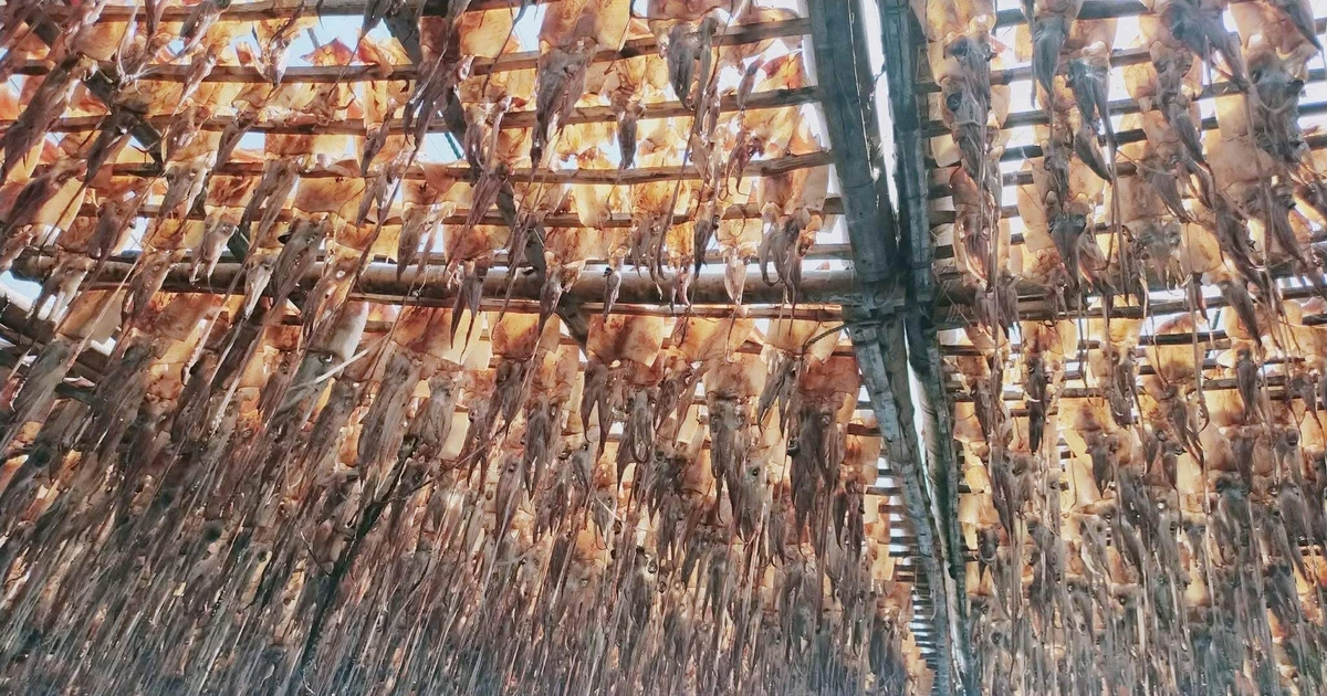 Giá mực xà 'neo đỉnh'nhiều tháng, ngư dân Quảng Ngãi phấn khởi đón Tết