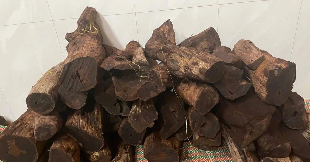 Gỗ mán đỉa 'sốt giá' bất thường