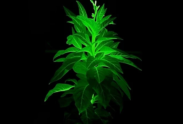 Tạo cây phát sáng như 'Avatar': Đột phá chỉnh sửa gen gây kinh ngạc