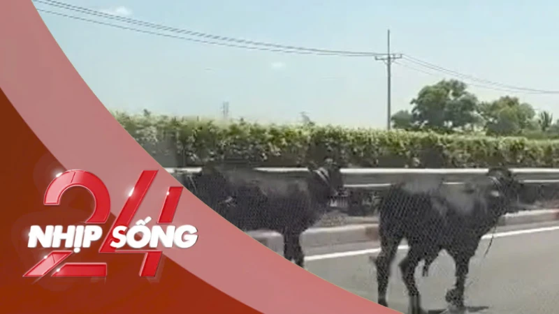 NHỊP SỐNG 24: Lý do 4 con bò đi vào được cao tốc TPHCM - Long Thành