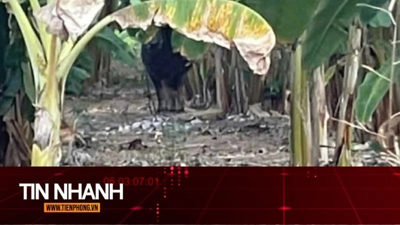 TIN NHANH: Vụ con trâu gây án rồi 'vượt biên', có làm thay đổi trách nhiệm?