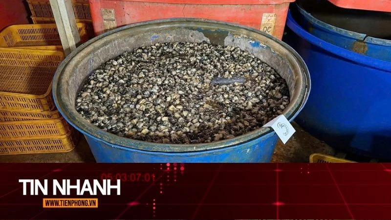TIN NHANH: Lời khai của chủ lò bán 3.000 tấn ốc ngâm hóa chất ở TPHCM