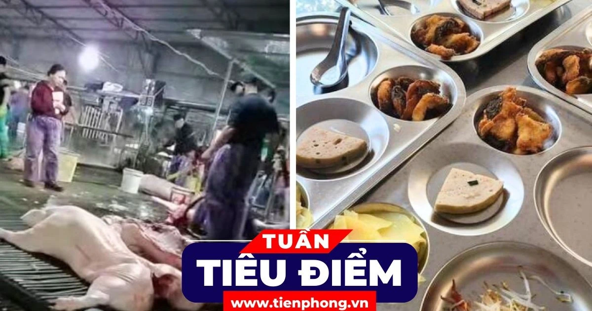 TIÊU ĐIỂM: Ai chịu trách nhiệm để lợn bệnh vào bữa ăn của người tiêu dùng?