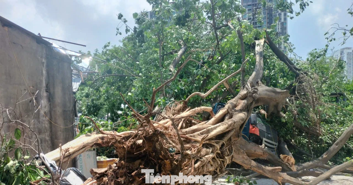 Trời nắng giữa trưa, cây bồ đề 30 năm tuổi bất ngờ bật gốc đè xe tải ở TPHCM