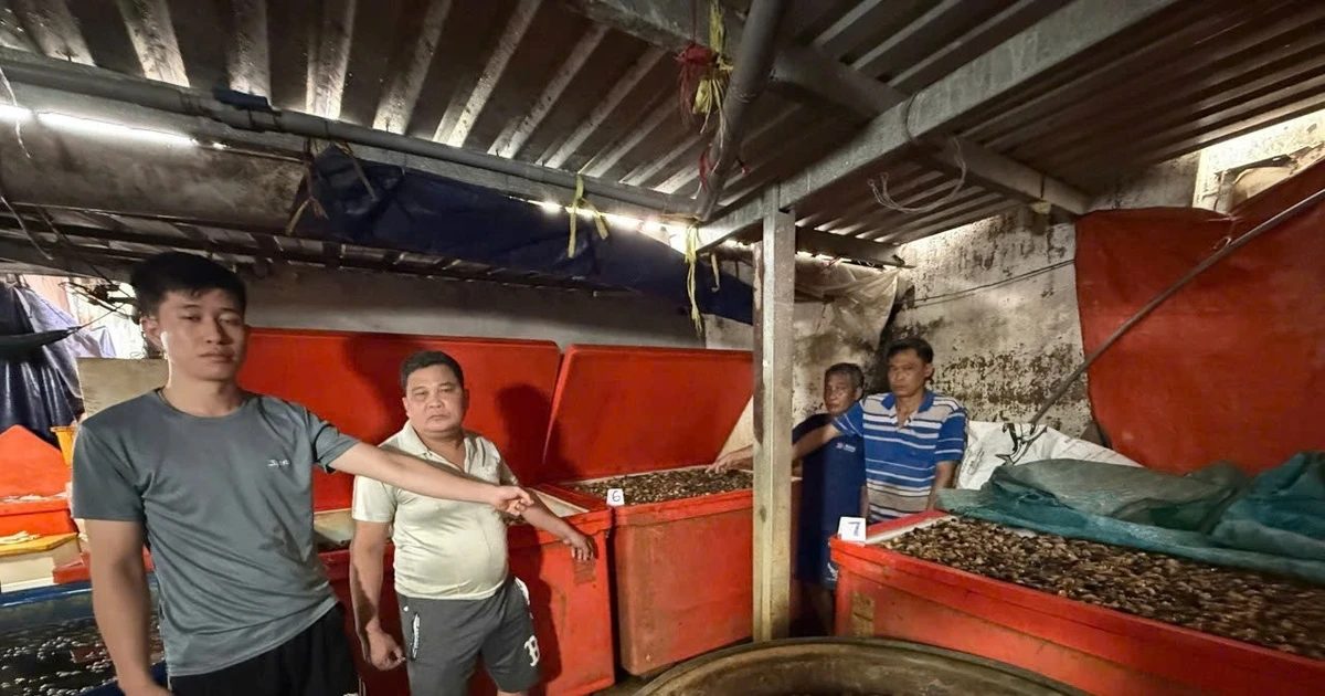 Ngâm ốc bằng 'thủy tinh lỏng': Đẹp mắt nhưng độc hại khôn lường