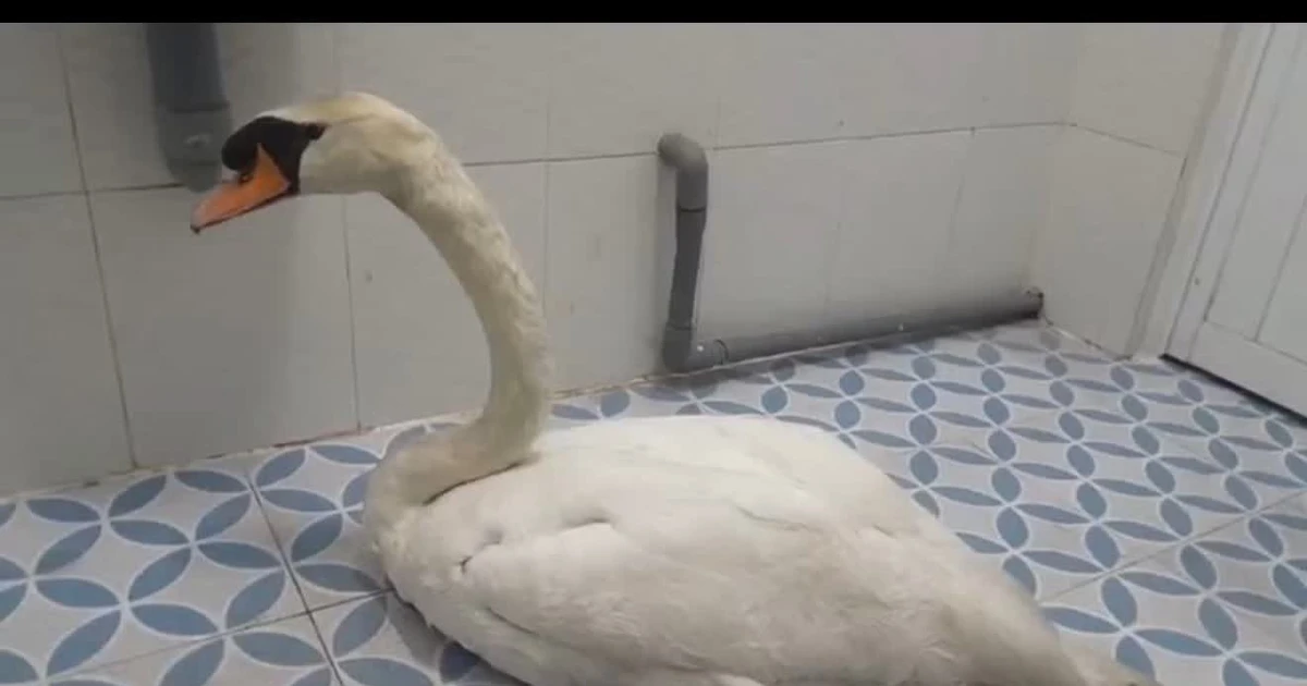 Đột nhập Thảo Cầm Viên Sài Gòn trộm thiên nga