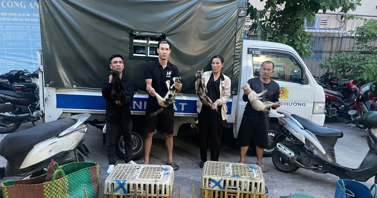 Giải cứu hơn 500 con mèo khỏi đường dây 'miêu tặc'